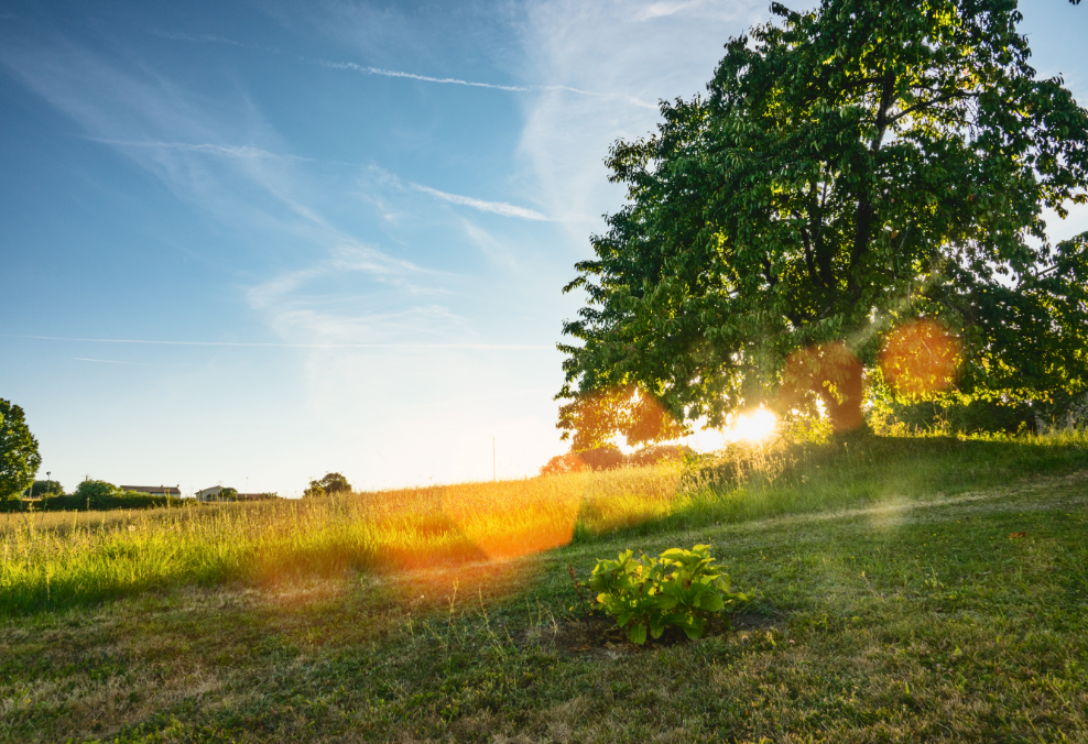 sunshine over a field and large tree